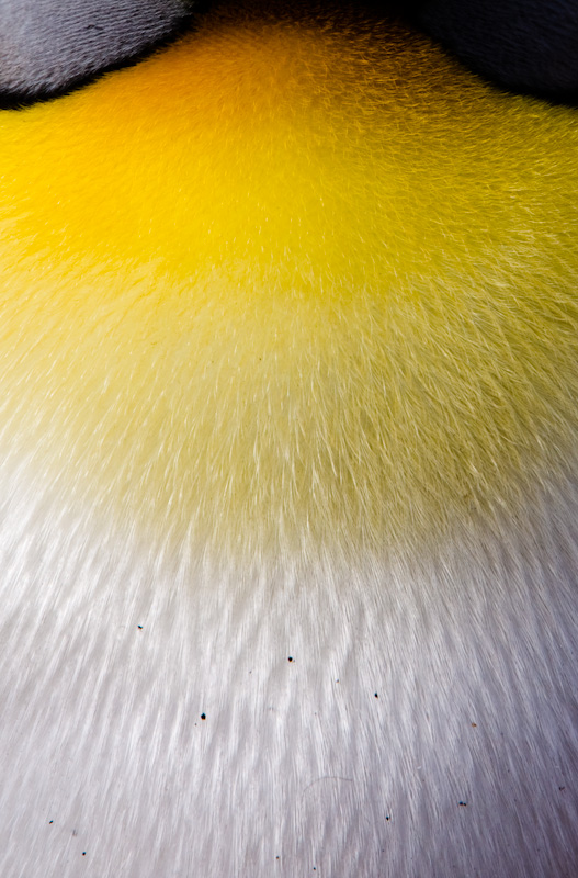King Penguin Feather Detail